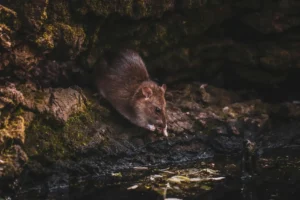  rats climb walls 