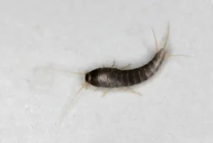 silverfish in bathroom