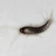 silverfish in bathroom