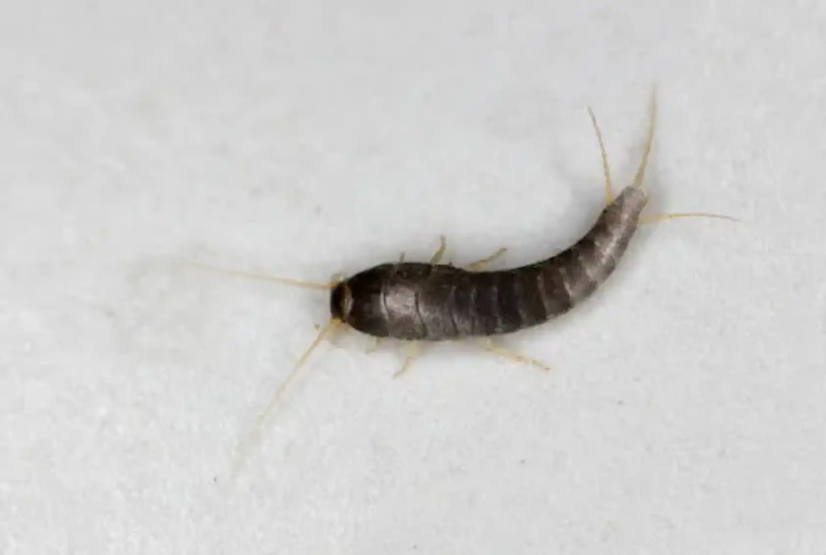 Say Goodbye to Silverfish in Bathroom