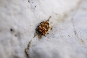 Bedbug eggs size