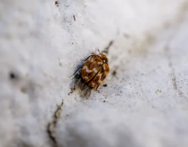 Bedbug eggs size