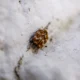 Bedbug eggs size