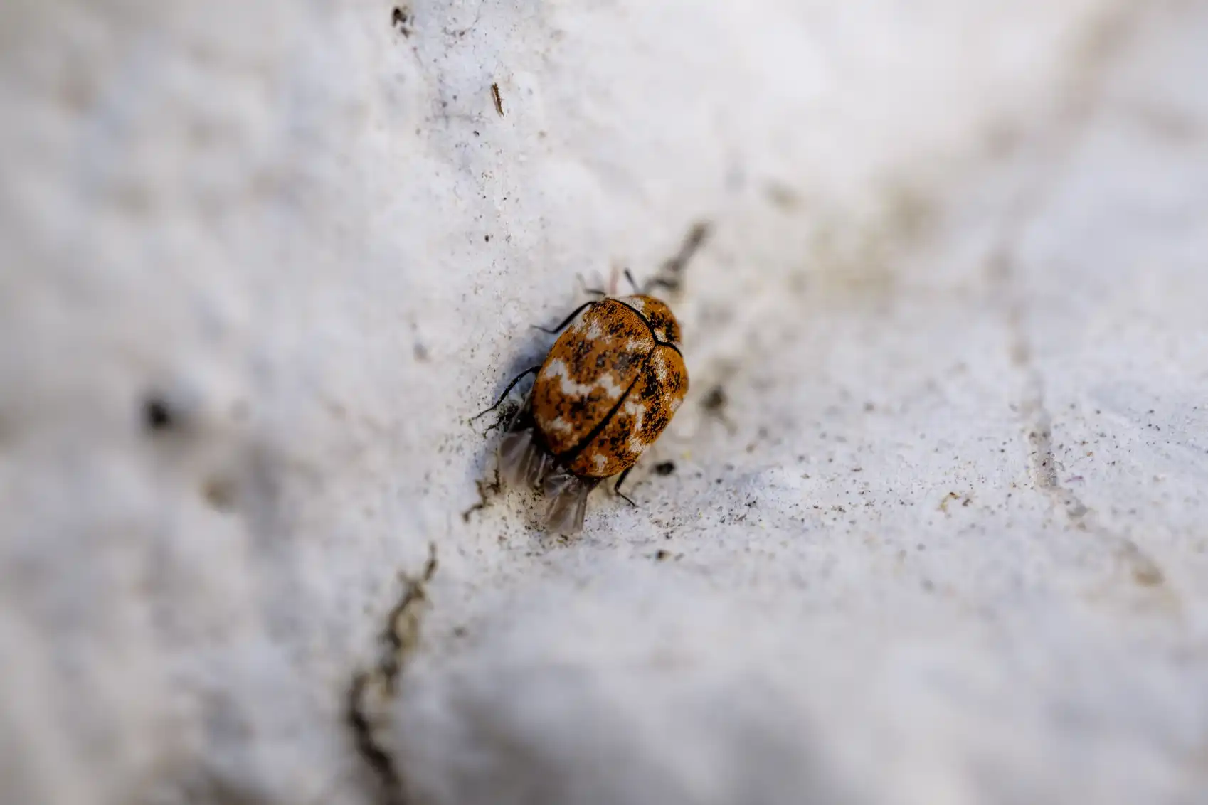 How To Identify Bedbug Eggs Size, Color, And Location