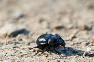 carpet beetles 