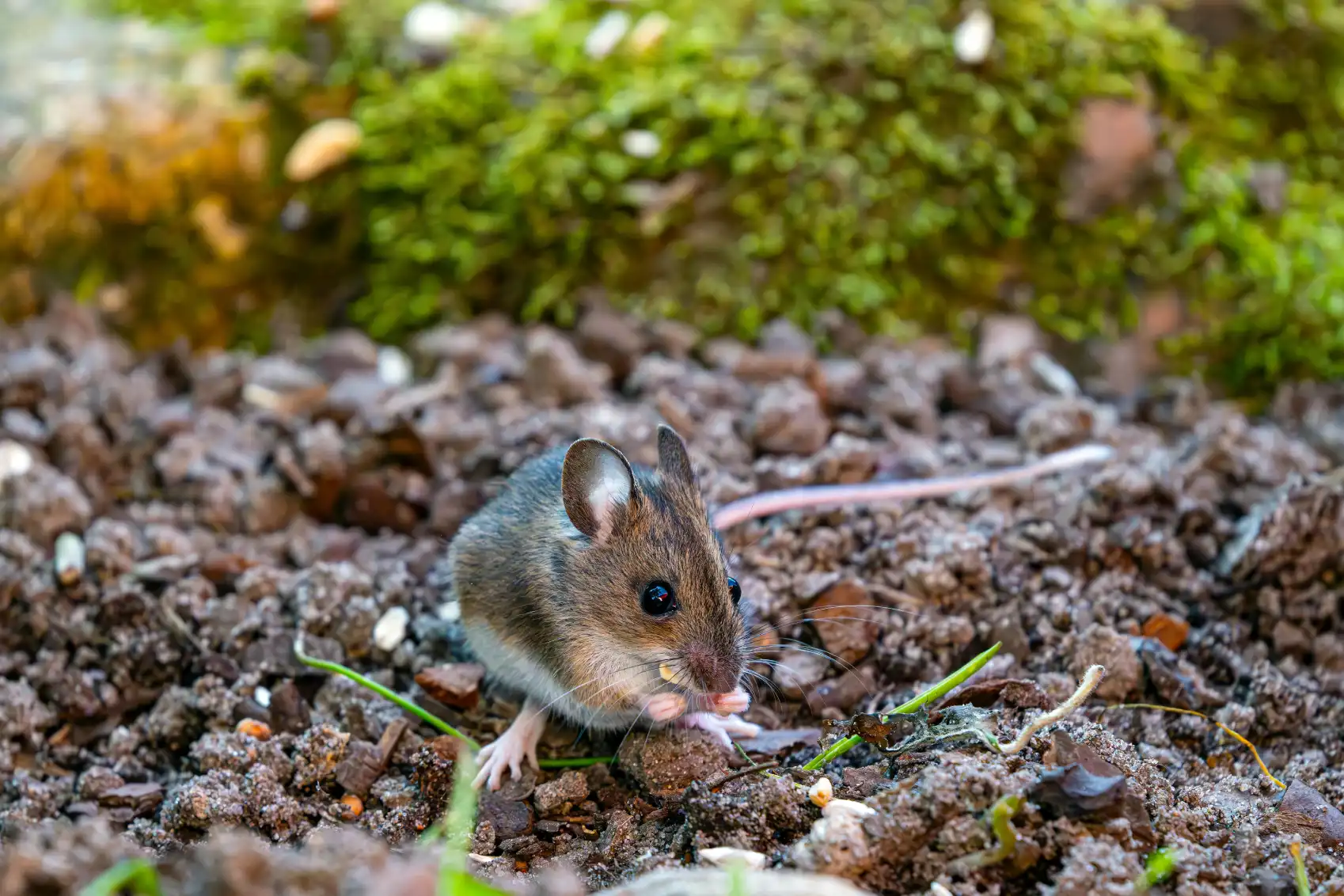 Rat Poop vs Mouse Poop