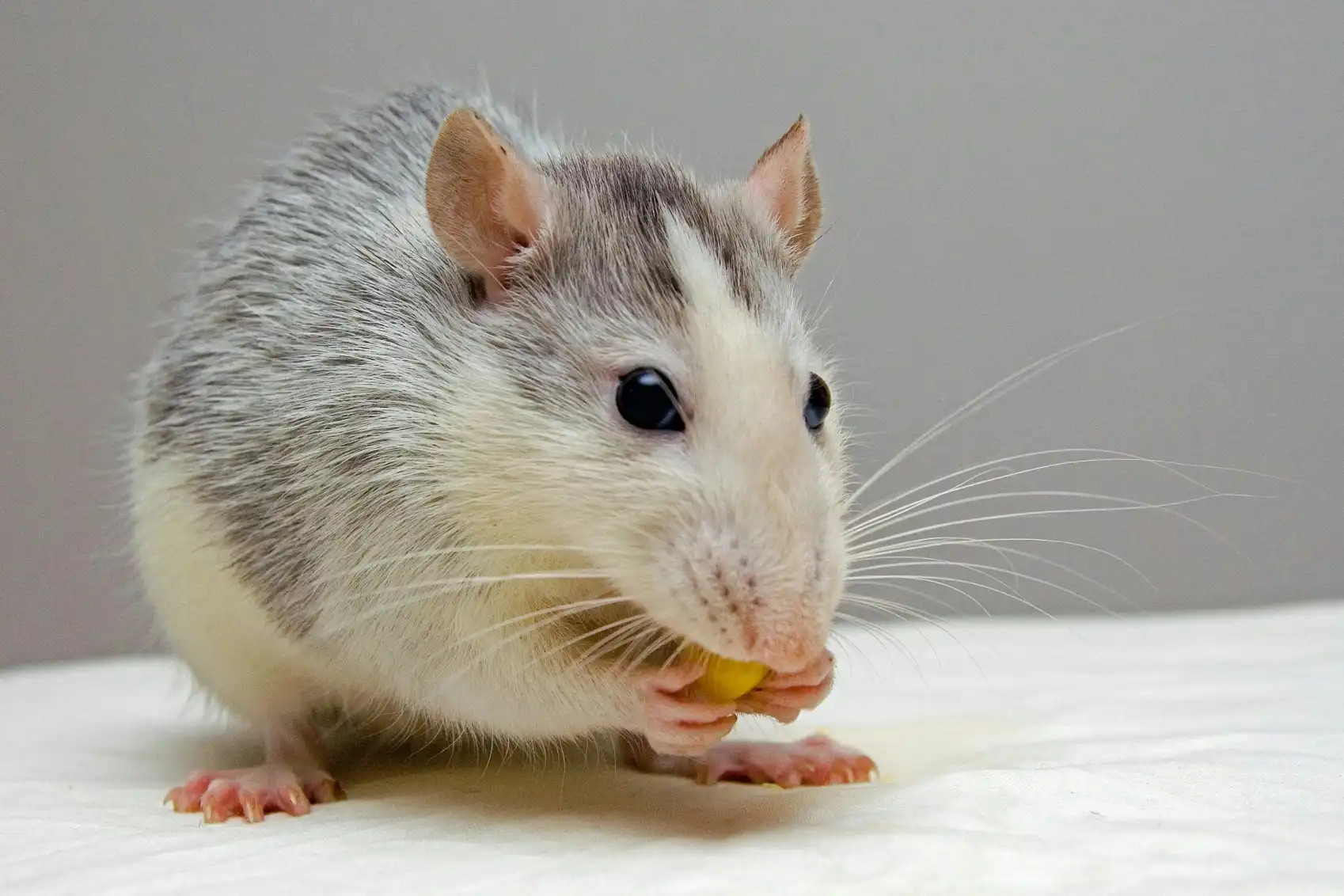 What Do Rats Eat? Targeting Their Food Sources